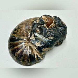 Ancient Madagascar Nautiloid Shell Fossil